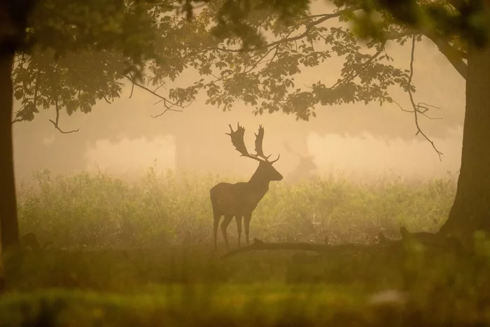 Polygonal deer - Nature, The photo, Wild animals, Forest, Silhouette, Deer