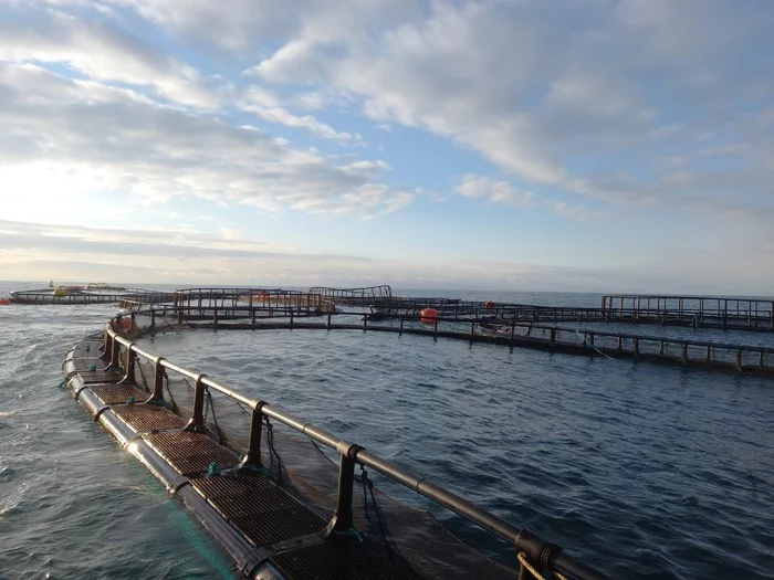 Cages in the sea - My, Black Sea, Fishing, Mobile photography