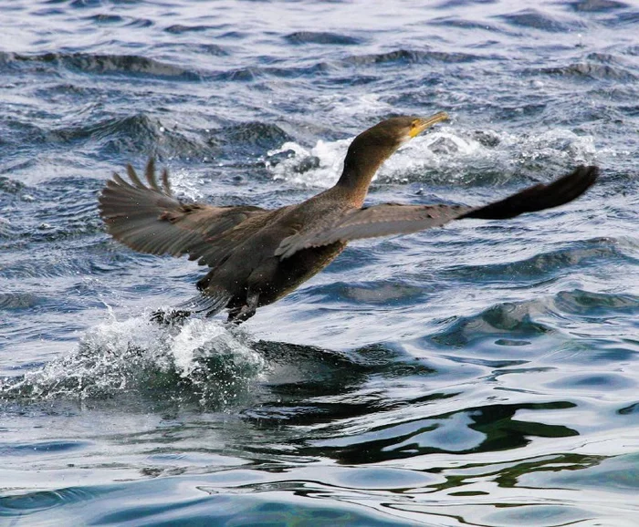 Wings spread wide - Cormorants, Birds, The photo, wildlife, Japanese Sea, Дальний Восток, Primorsky Krai