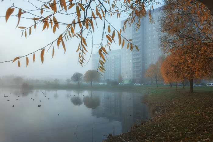 Milk - My, Autumn, Fog, The park, The nature of Russia, Saint Petersburg