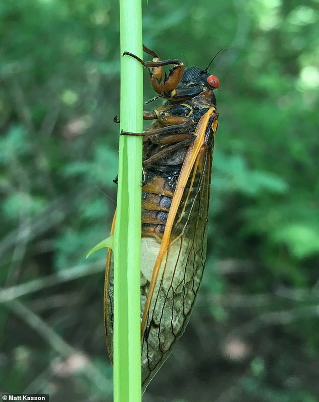 A parasite that turns the host into a zombie obsessed with the desire for sex - My, Biology, Nauchpop, Interesting, Parasites, Cicada