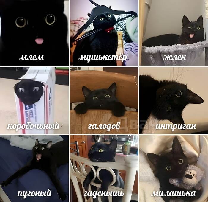 ����� �� ������� ������ �����