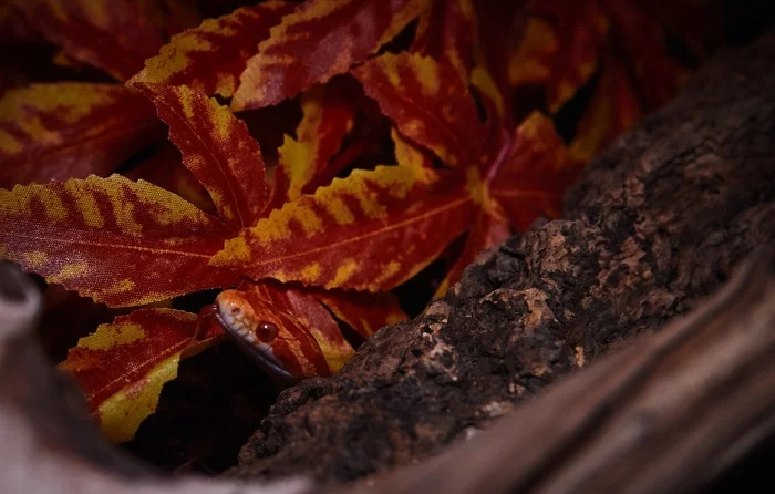 Lace) - My, The photo, Beginning photographer, Reptiles at home, Maize snake, Pets