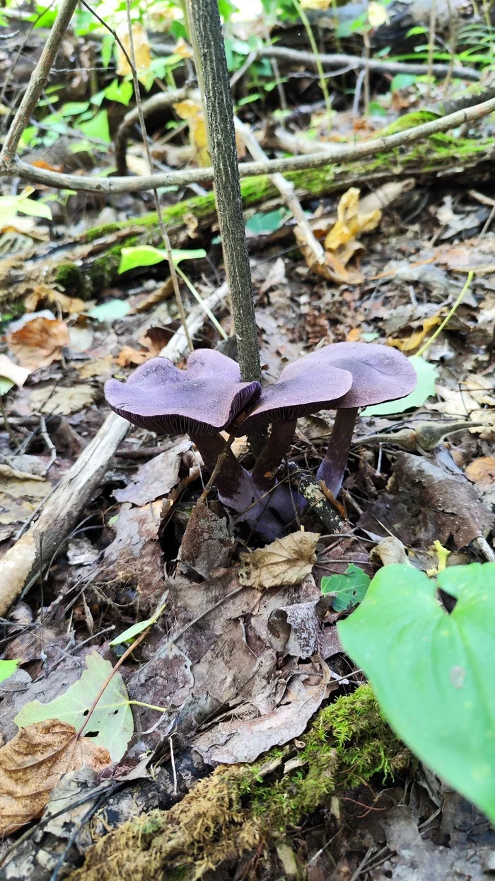 Silent hunt - My, Magic mushrooms, Дальний Восток, Landscape