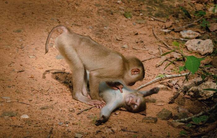 Yerzhan, get up... - Yerzhan, Monkey, The photo, Animals, Nature