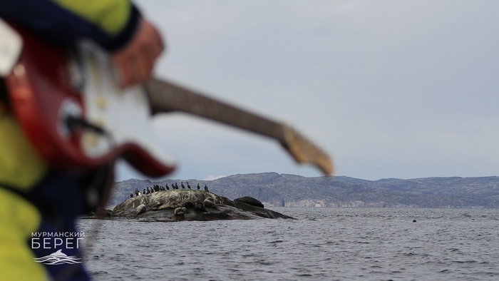 Рок-н-ролл в Баренцевом море Баренцево море, Мурманск, Тюлень, Бакланы, Гитара, Электрогитара, Длиннопост