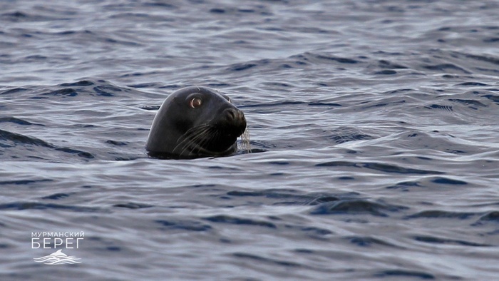 Рок-н-ролл в Баренцевом море Баренцево море, Мурманск, Тюлень, Бакланы, Гитара, Электрогитара, Длиннопост