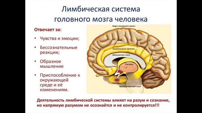 Anatomy in 1 minute. Limbic system - My, The science, Brain, Self-development, The medicine, The senses, Emotions, Memory, Education