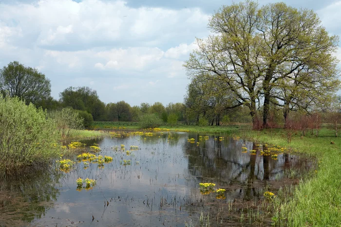 Oaks and calugars - My, Landscape, Spring, Nature, Meadow, The photo, Forest, Willow