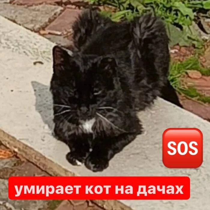 An abandoned cat dies in the country - My, Homeless animals, Volunteering, Veterinary, Urgently, SOS, Moscow, Moscow region, In good hands, Overexposure, cat, No rating, Summer season, Dacha, Animal shelter, Help, Sadness, Money, Animal Rescue, The rescue, Longpost