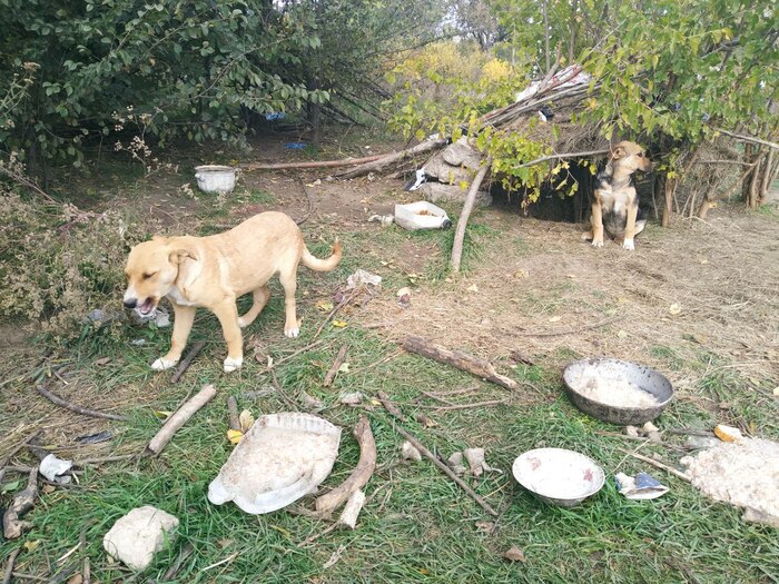 Бездомные щенки ищут семьи Бездомные животные, В добрые руки, Помощь животным, Передержка, Волонтерство, Спасение животных, Без рейтинга, Щенки, Видео, YouTube, Длиннопост, Срочно
