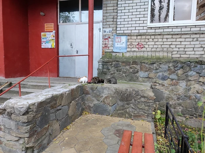 Режим питания нарушать нельзя! - Моё, Кот, Мобильная фотография, Утро, Прогулка