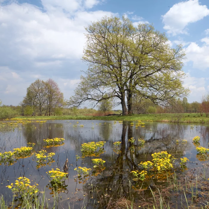 Oaks and Kaluzhnitsa 2 - My, Landscape, Nature, The photo, Spring, Wildflowers
