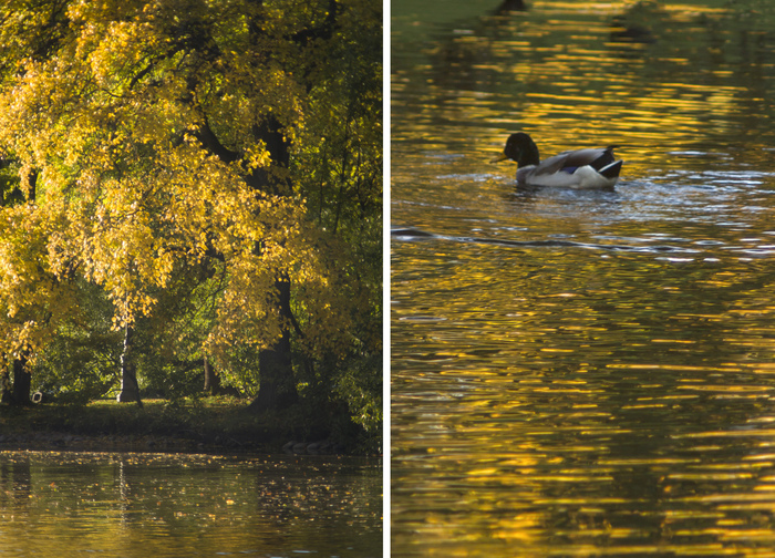 Купается в золоте