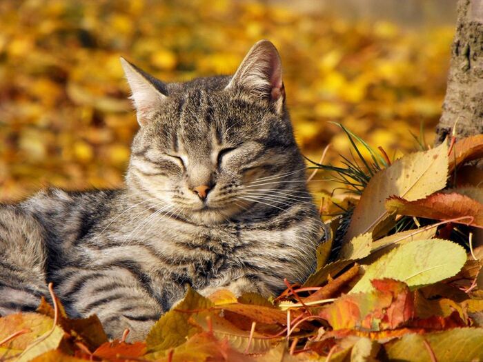 How I want to be serene, and not that's all. - cat, Autumn, Serenity