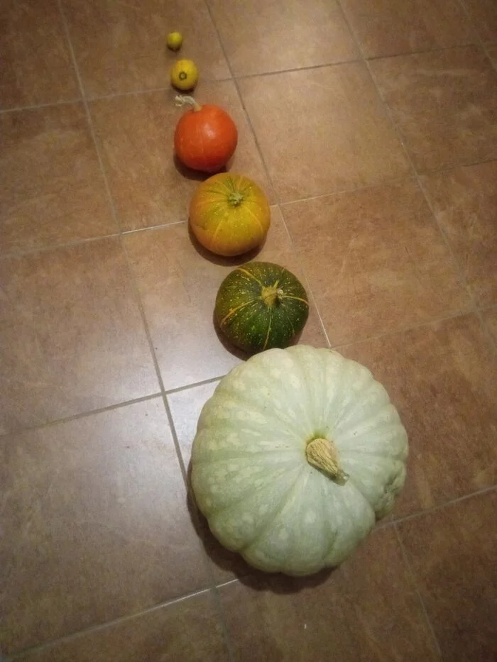 Pumpkin gamma - Pumpkin, Harvest, Autumn, Vegetables, Ranking, Color reproduction