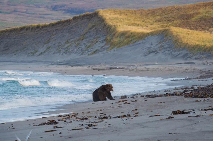 There are not many bears in Kamchatka, but a lot - Brown bears, Kamchatka, Expedition, The Bears, wildlife, Wild animals, Alsib, Search, Airplane, The Great Patriotic War, Crash, Russian scientists, Ministry of Defence, Dangerous animals, Life safety, Longpost