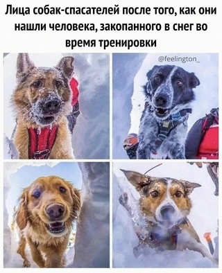 Rescuers - Dog, Rescuers, Muzzle, From the network, Picture with text