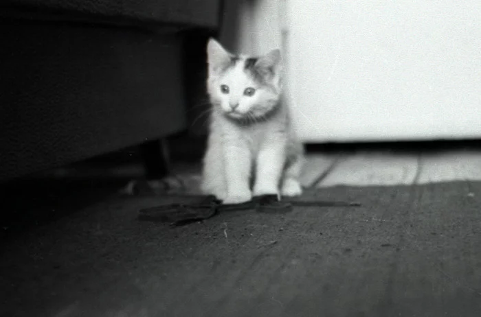 Makar - My, Childhood memories, cat, Childhood, Childhood in the USSR, Video, Soundless, Longpost