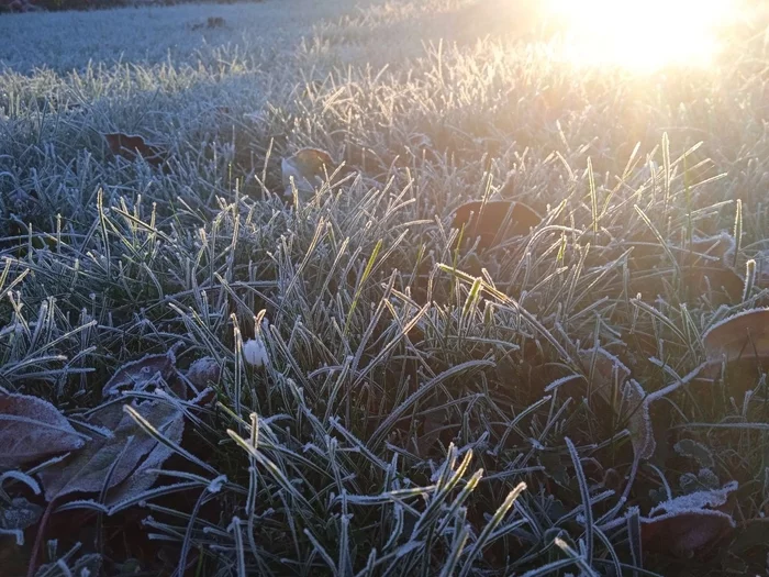 First frosts - The photo, Flowers, Frost, Photo on sneaker, Longpost, Grass