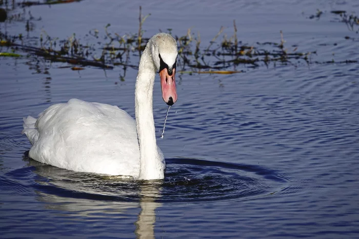 They say today is White Swan Day - My, Netherlands (Holland), The photo, Nature, Birds, Shipun