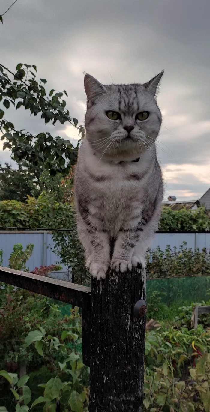 Day Watch - My, cat, Pillar, The photo, Pets