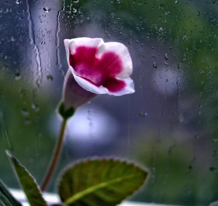 Rain outside the window - My, The photo, Joy, Professional shooting, Flowers