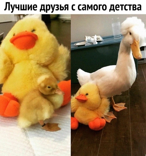 friendship - From the network, Duck, Picture with text, Birds, Soft toy