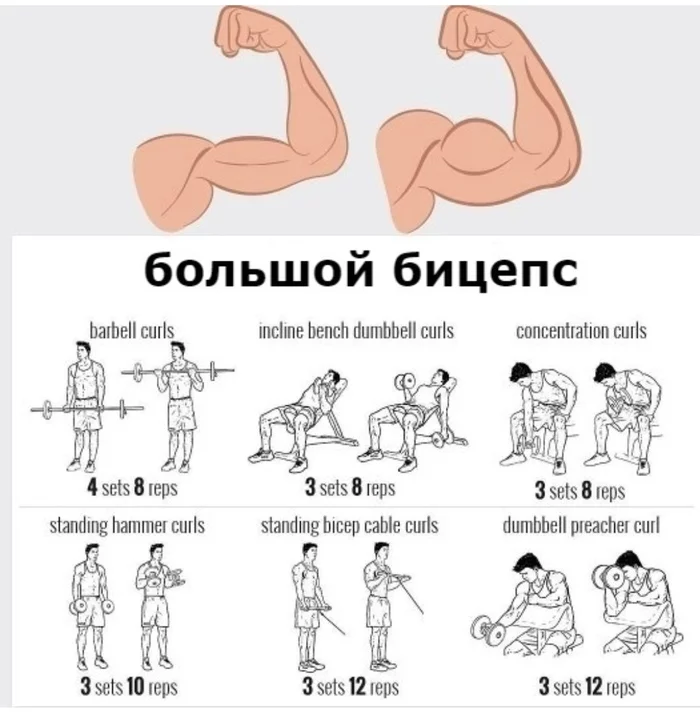 Biceps training - Workout, Exercises, Body-building, Fitness