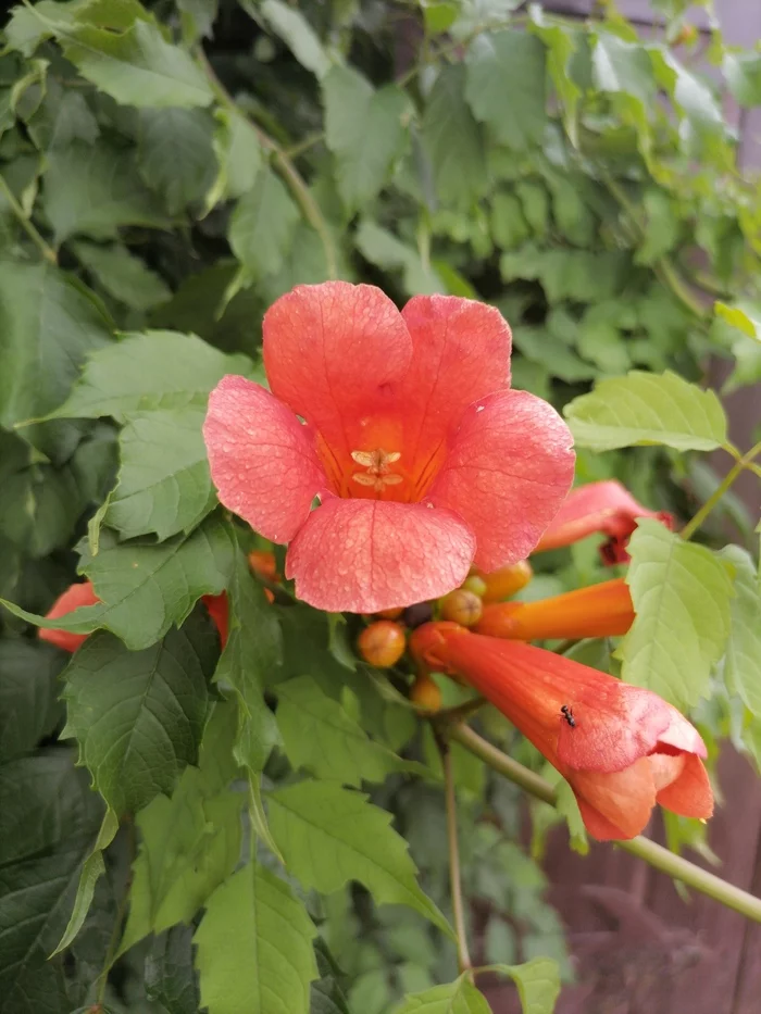 Campsis - My, Ataman, Campsis, Flowers