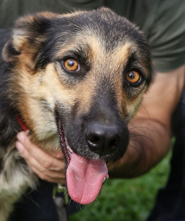 Emma. The most gentle creature from the shelter - My, Shelter, Animal shelter, In good hands, The rescue, Helping animals, Volunteering, Veterinary, Homeless animals, Animal Rescue, Dog, Moscow, Moscow region, Longpost, Kindness, No rating