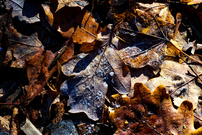Дыхание зимы Осенние листья, Осень, Роса, Изморозь, Фотография, Длиннопост