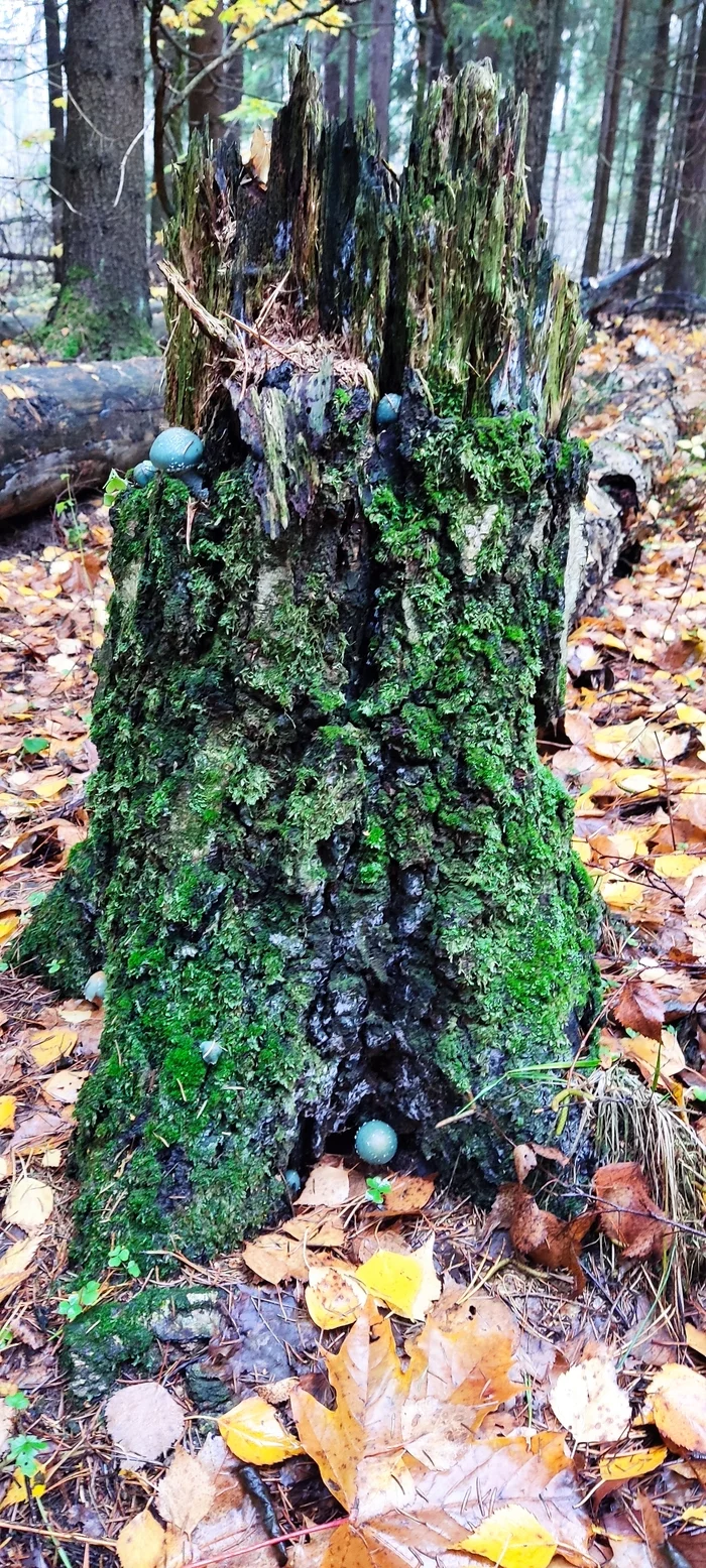 Forest Fortress - My, Forest, Mushrooms, Mobile photography, Longpost