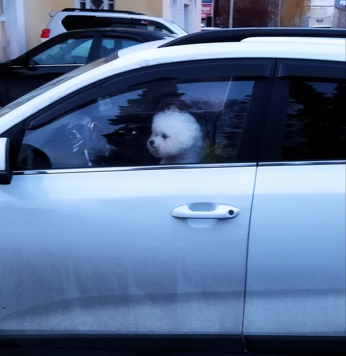 Sit down, let's ride! - My, Mobile photography, Dog, Car