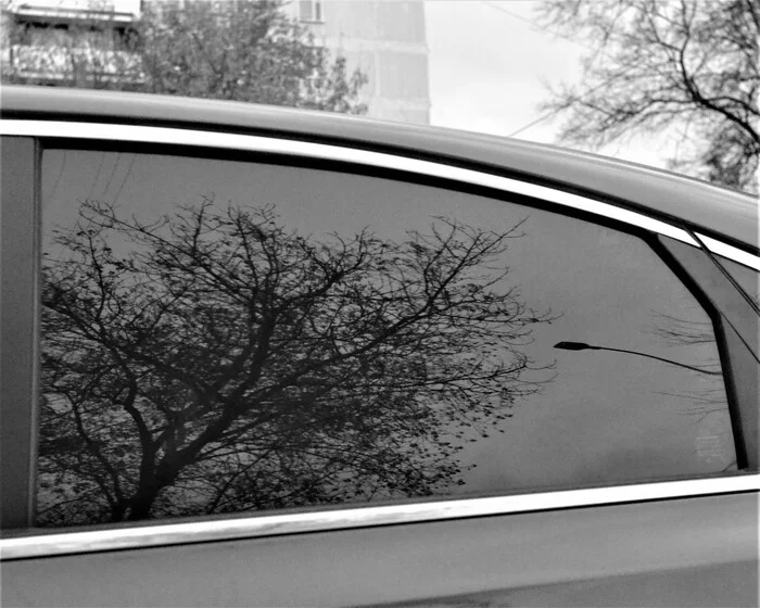 Trees are like people, and some people are like logs)) - My, Nikon d3100, The photo, Sky, Autumn, Tree, Grayness, Nikon, Nature, Longpost, Reflection