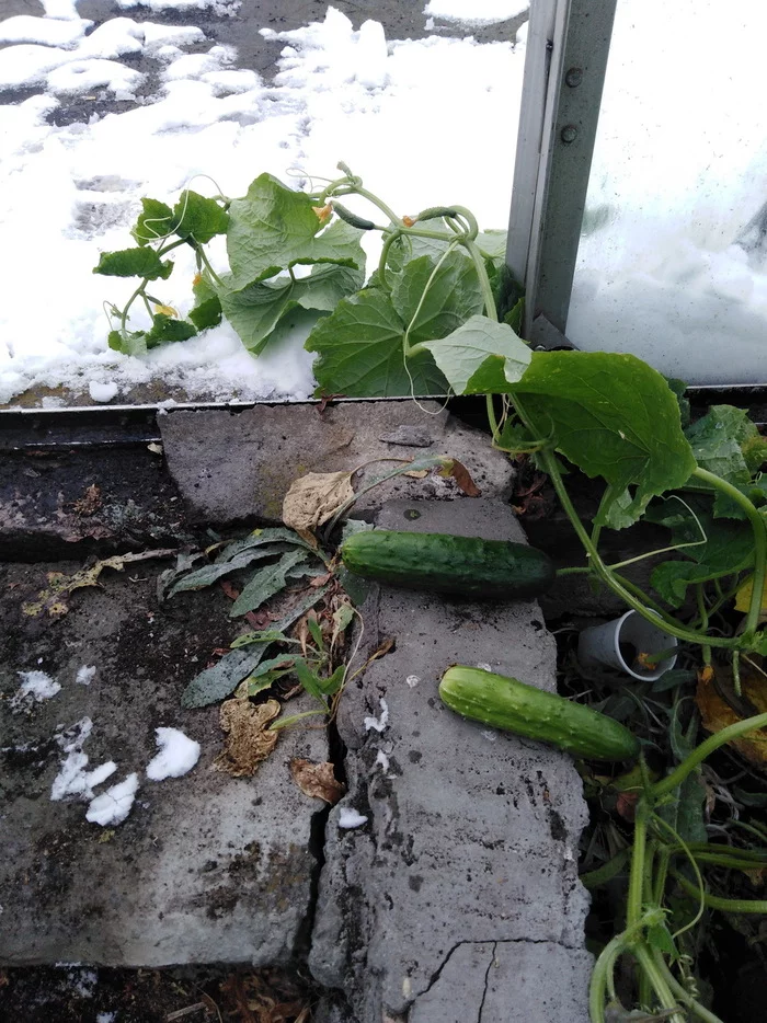 Harvest 2022. Late cucumbers - My, Cucumbers, Snow, Greenhouse, September, Ural, Garden, Harvest