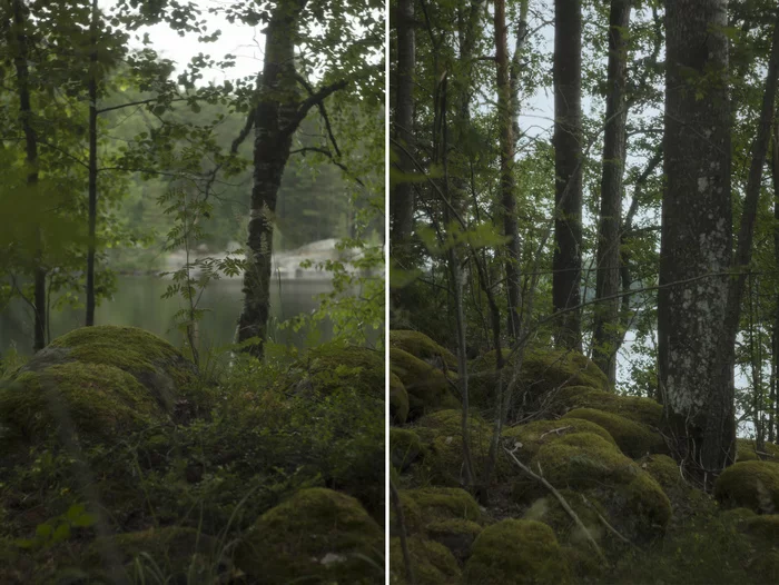 The banks of Vuoksa - My, The photo, Nature, Leningrad region, Moss, Lake Vuoksi, Forest, The nature of Russia