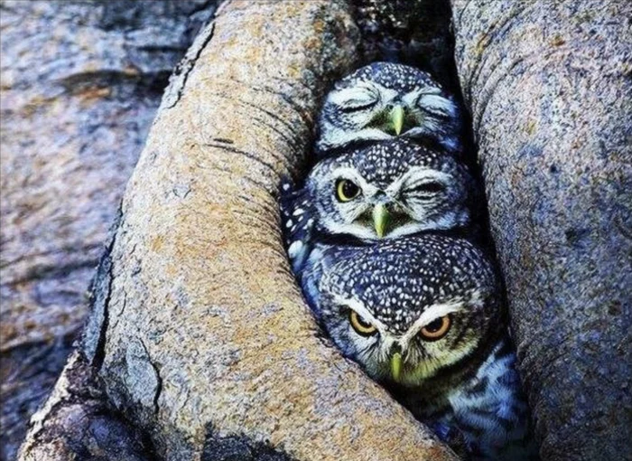 Three stages of the morning - Humor, Demotivator, Dream, Morning is never good, Owl