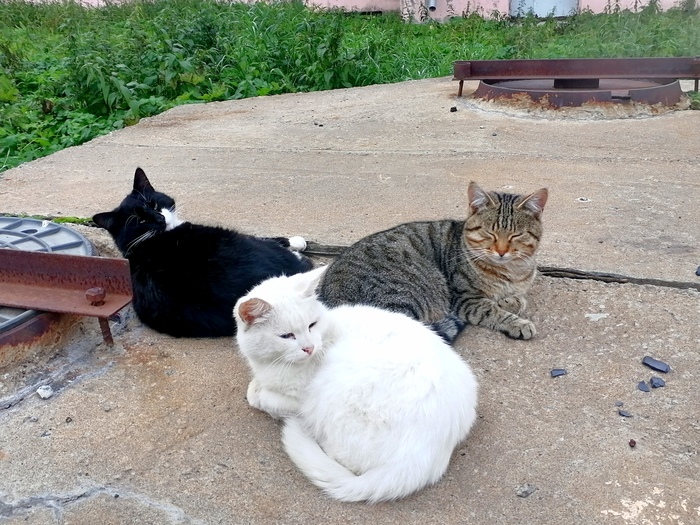 Архангельские котики