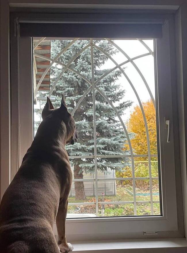 Looking into the distance - My, Amstaff, Dog, Window, Mobile photography
