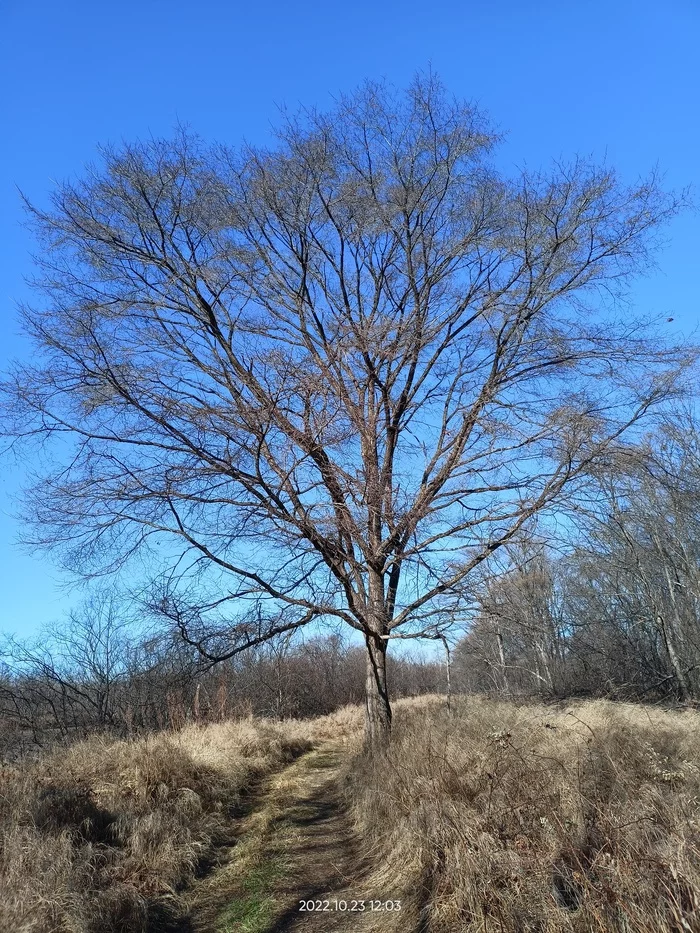 Autumn - My, Nature, Birobidzhan, Autumn, Tree