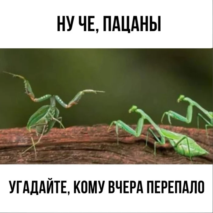 From the world of insects - Humor, Mantis, Insects, Repeat, Picture with text