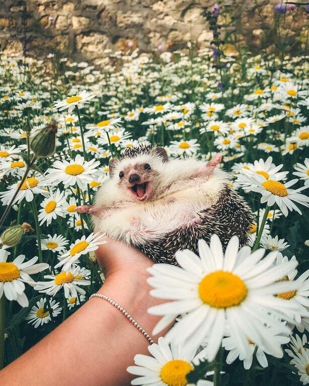 From a smile it will become brighter for everyone) - Hedgehog, Chamomile, Milota, Smile, Animals