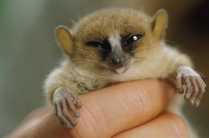 Madame Bertha's mouse lemur: The world's smallest primate is so tiny that it feeds on plant sap, and it was discovered only 30 years ago - mouse lemur, Primates, Animal book, Yandex Zen