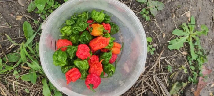 Hot peppers - the next step - My, Hot peppers, Pepper, Carolina Reaper, Habanero, Longpost