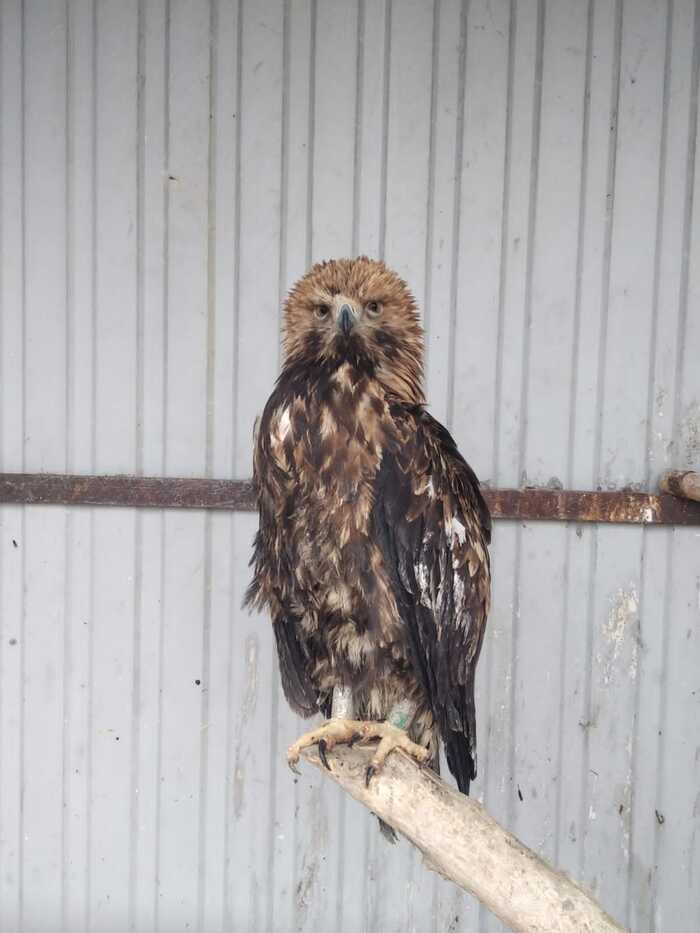 This is me after a shower. - My, Eagle, Прическа