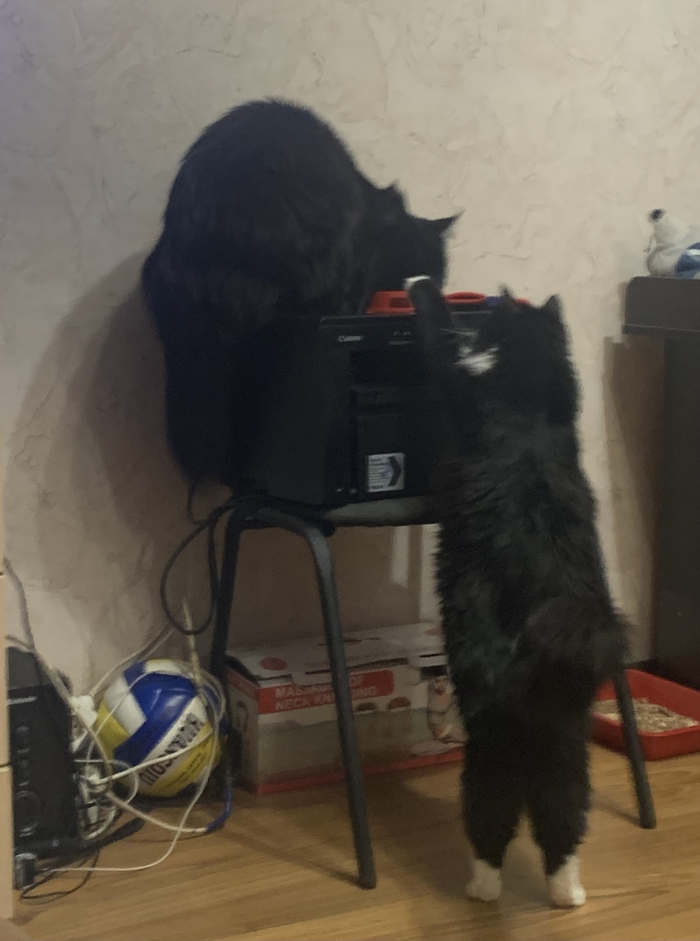 В поисках пропитания