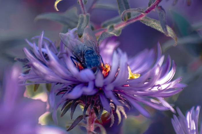 Hungry flies - My, Insects, Flowers, Nikon, Nikon d600, Tamron