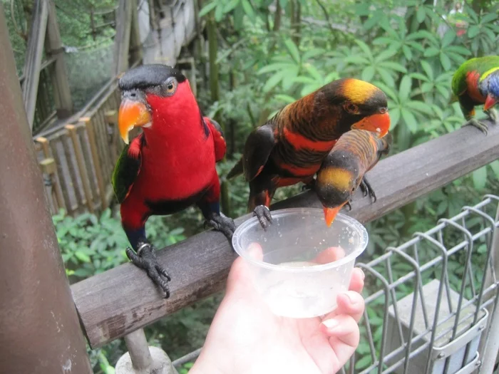 Bright food lovers - My, A parrot, Bird Park, Singapore