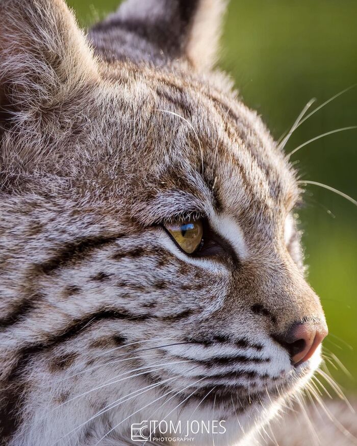 Red Lynx - Lynx, Small cats, Cat family, Predatory animals, Animals, Wild animals, Zoo, The photo, Language, Longpost
